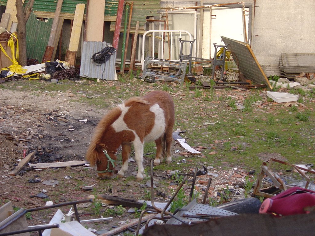 Pony en medio de un Polígono Industrial (3) by PetitParminan