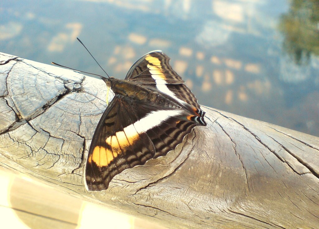 Una de la gran variedad de mariposas by Andres Mariani