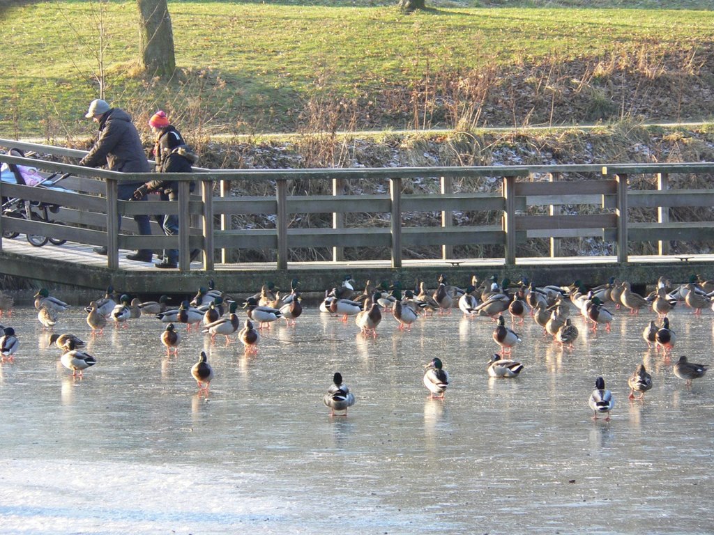 KERKRADE alle eendjes LOPEN op het water ... versie 2 .. ze waren net klaar met voeren .... by walterskrutser