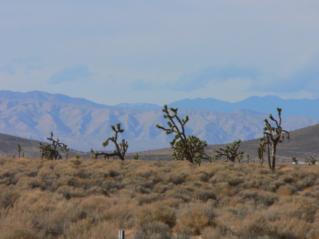 The Mojave desert by János Hajas