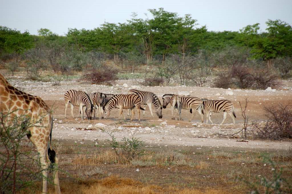 Zebras by khopan