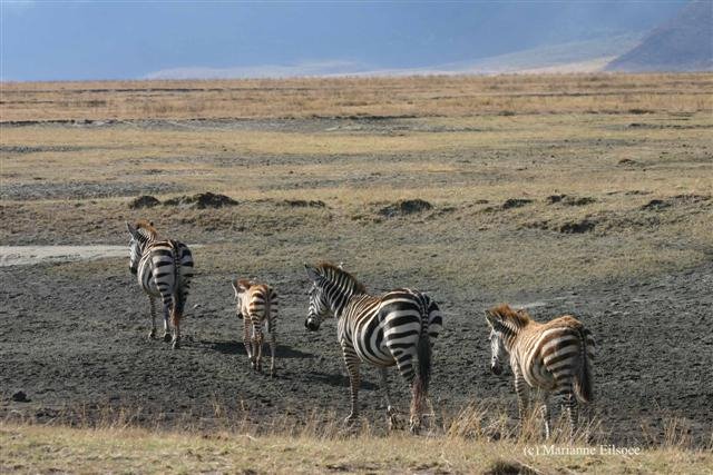 Zebras Ngorongoro Crater by Tusker2