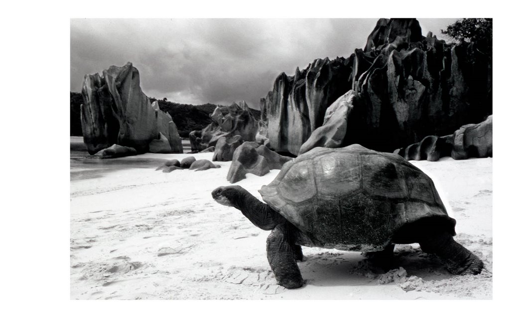 Tortue Seychelles Praslin by tichka