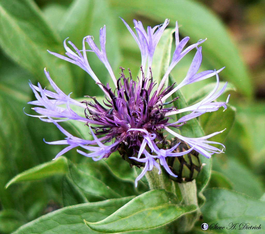 Corn Flower by Steve Dietrich