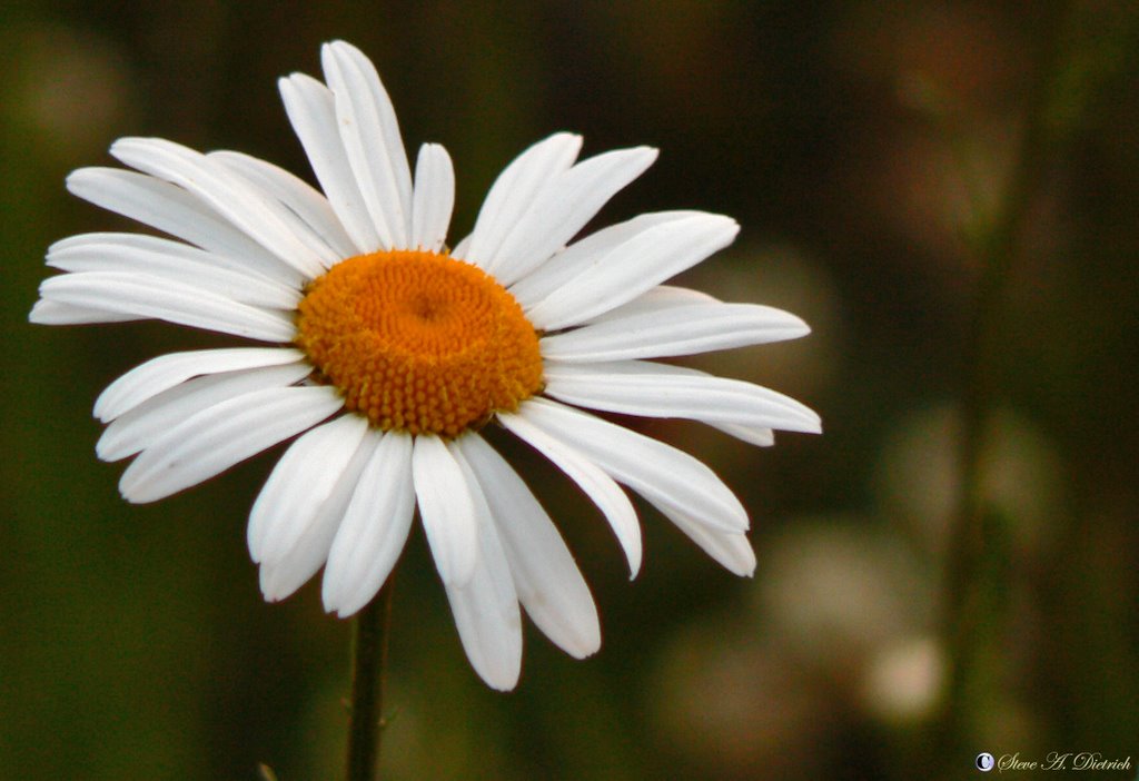 Daisy by Steve Dietrich