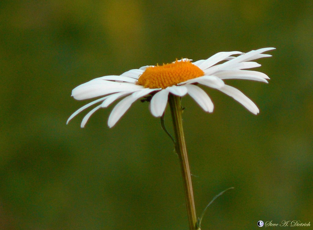 Daisy by Steve Dietrich