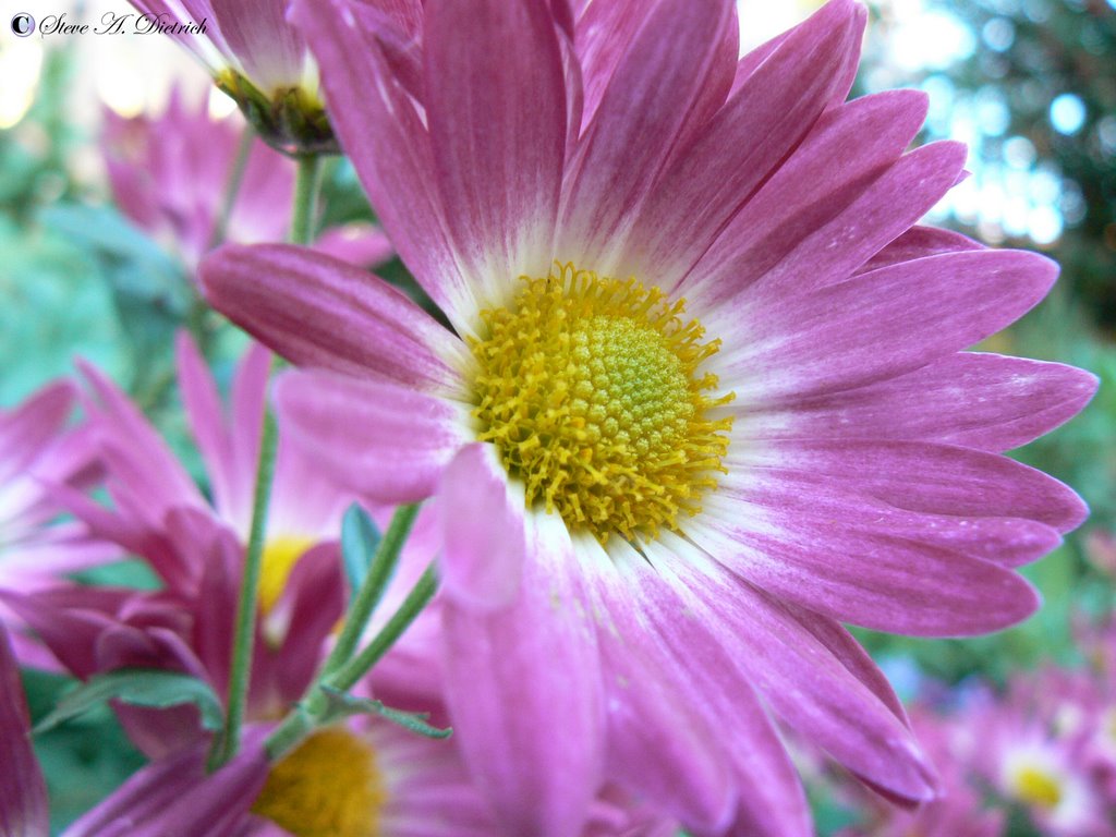 Daisy by Steve Dietrich