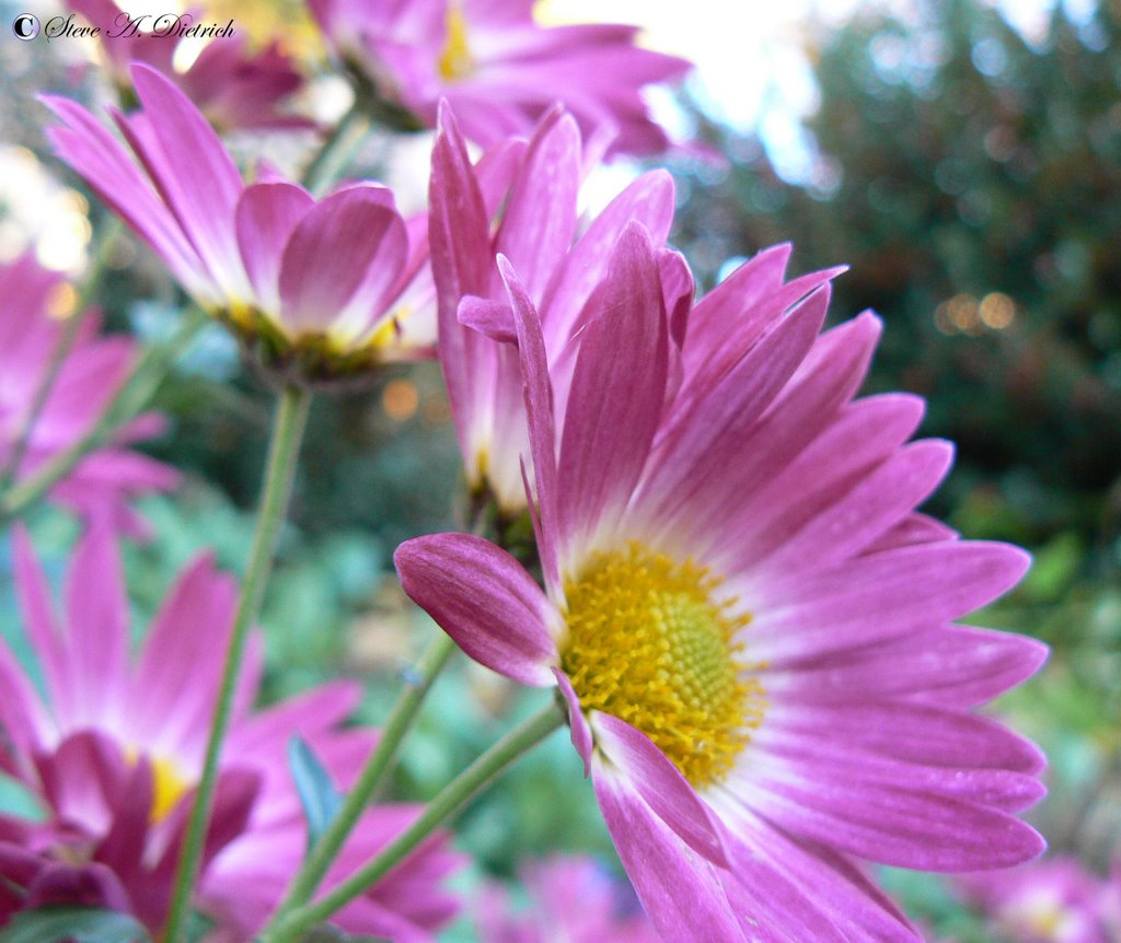 Daisy by Steve Dietrich