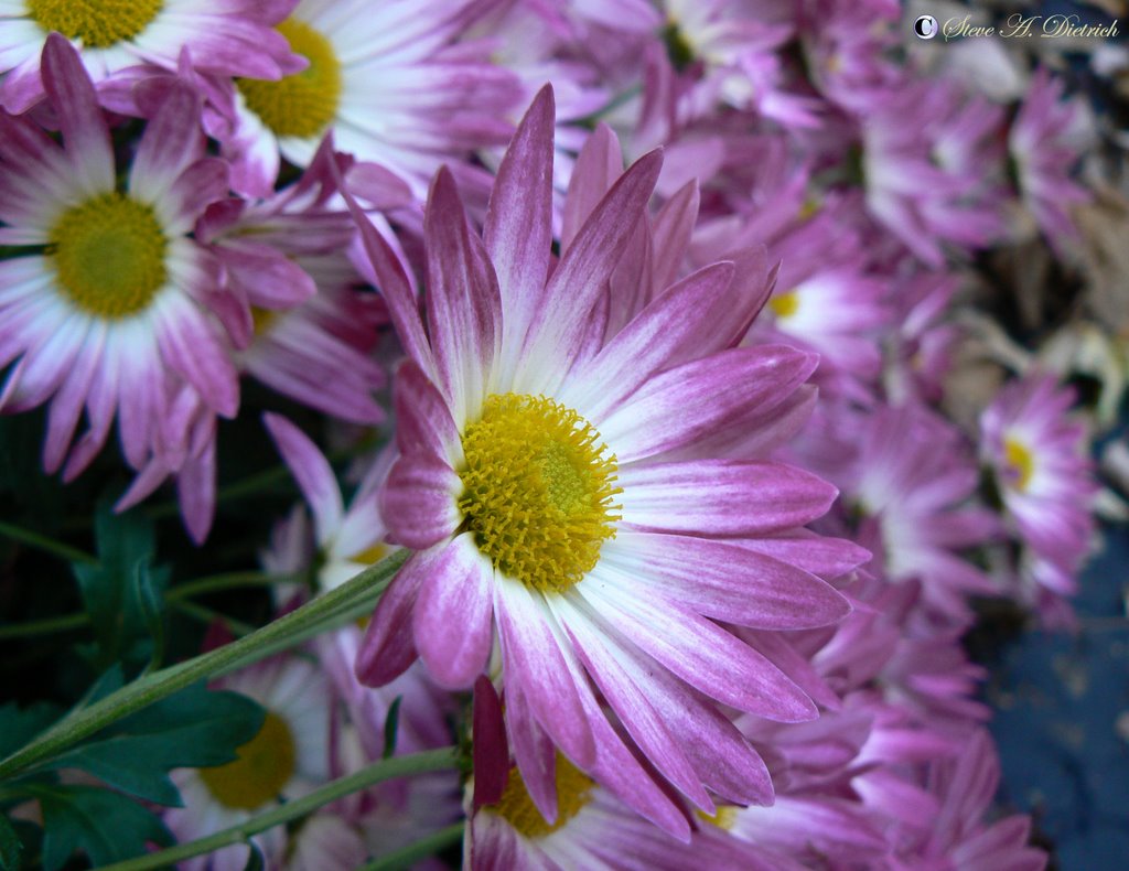 Daisy by Steve Dietrich