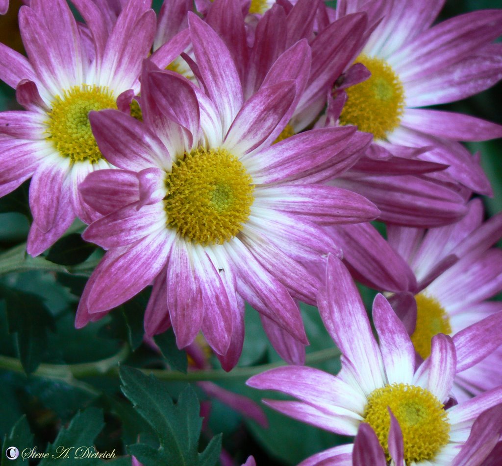 Daisy by Steve Dietrich