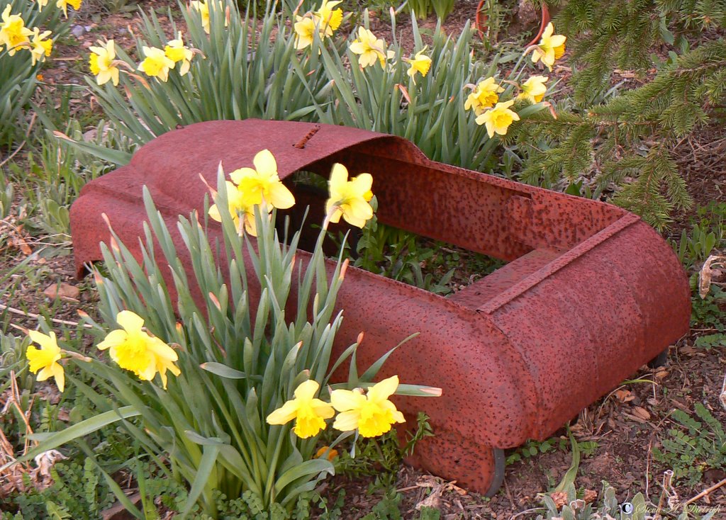 Flower Bed by photospy