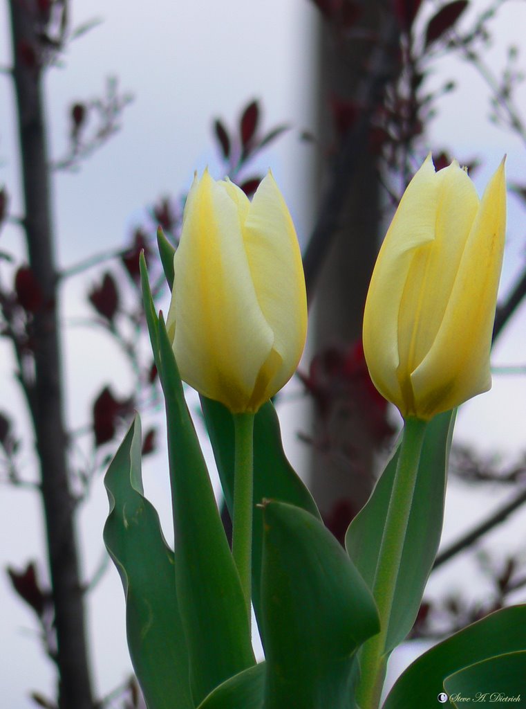 Tulip by photospy