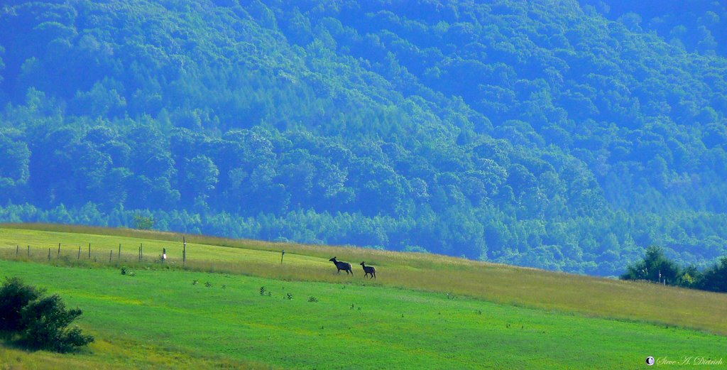 Elk by Steve Dietrich