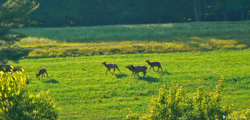 Elk by Steve Dietrich