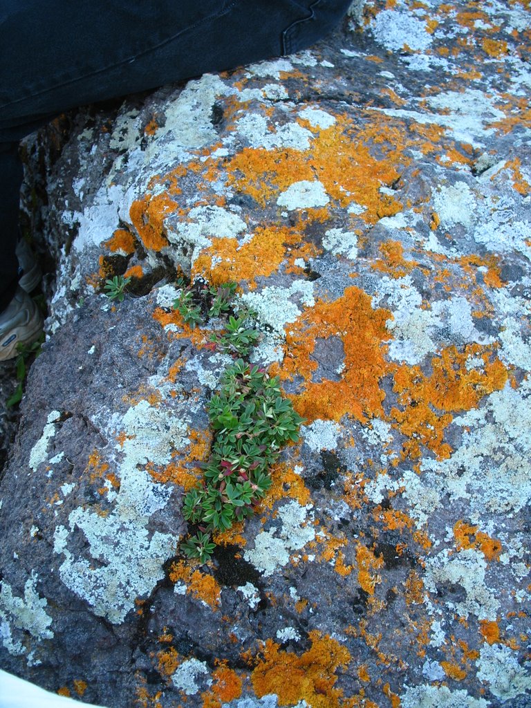 Lichen covered rock by joyfotos