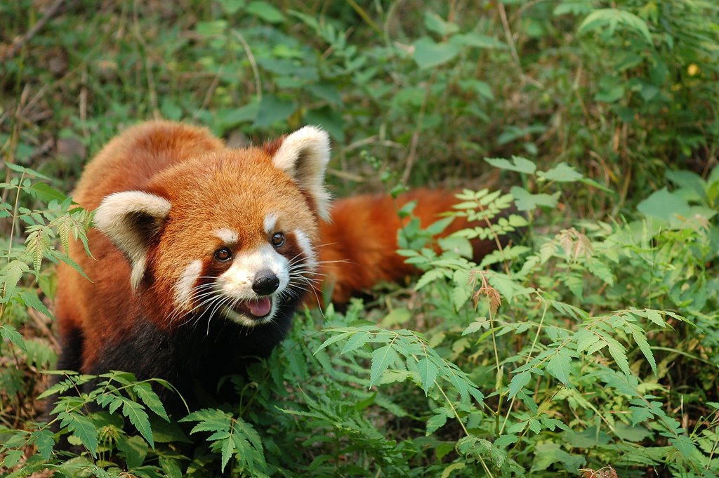 Red Panda. Chengdu. China by albert trenzano