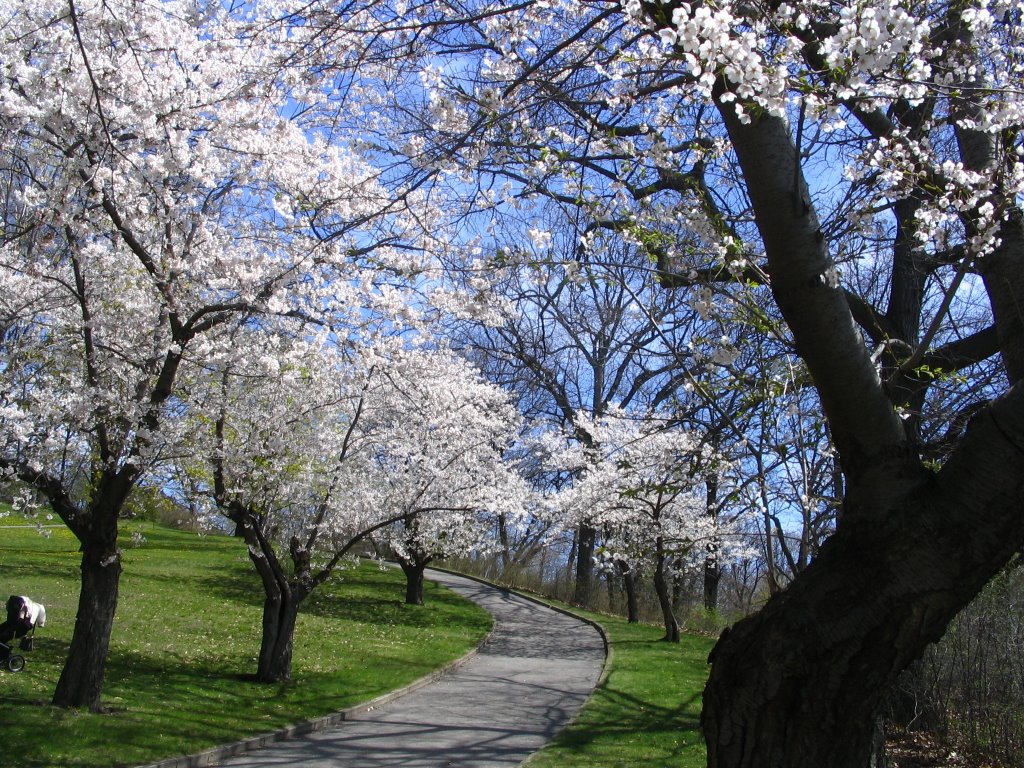 High Park Toronto - Cherry Blossoms, Spring 2005 by Manuel F Meneses