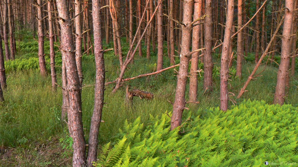 Forest - Pine trees, Ferns, woods - Benezette, PA by Steve Dietrich