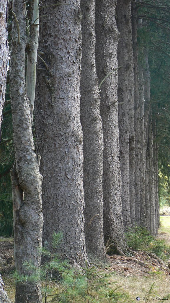 Tree Line - along Coudersport Pike by photospy