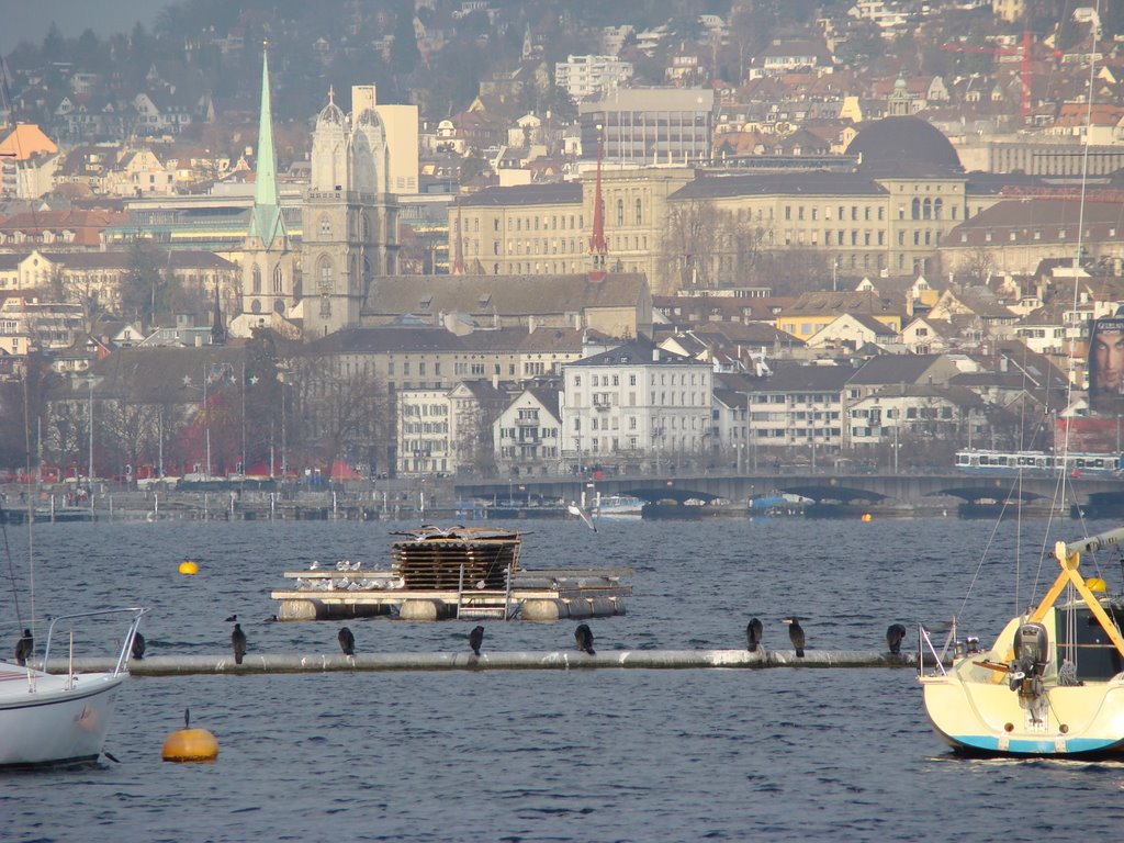 Kormorane mit Zürich im Hintergrund by Sebastian W. Bauer