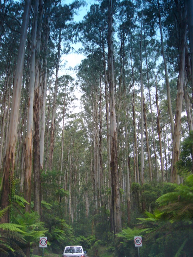 Tall timbers....Gums and tree ferns in Black Spur by diannemcd