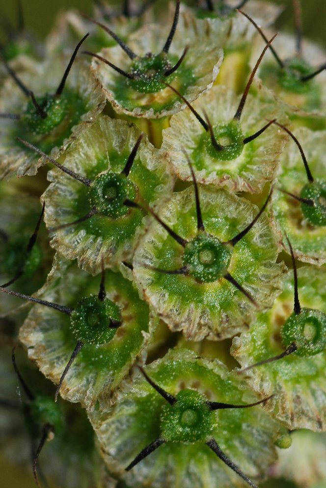 Vajszínű ördögszem (Scabiosa ochroleuca) by Attila Kovacs (Gekko…