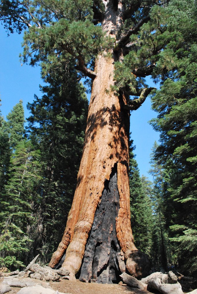 Mariposa Grove Sequoia Grizzly Giant by Blaise B