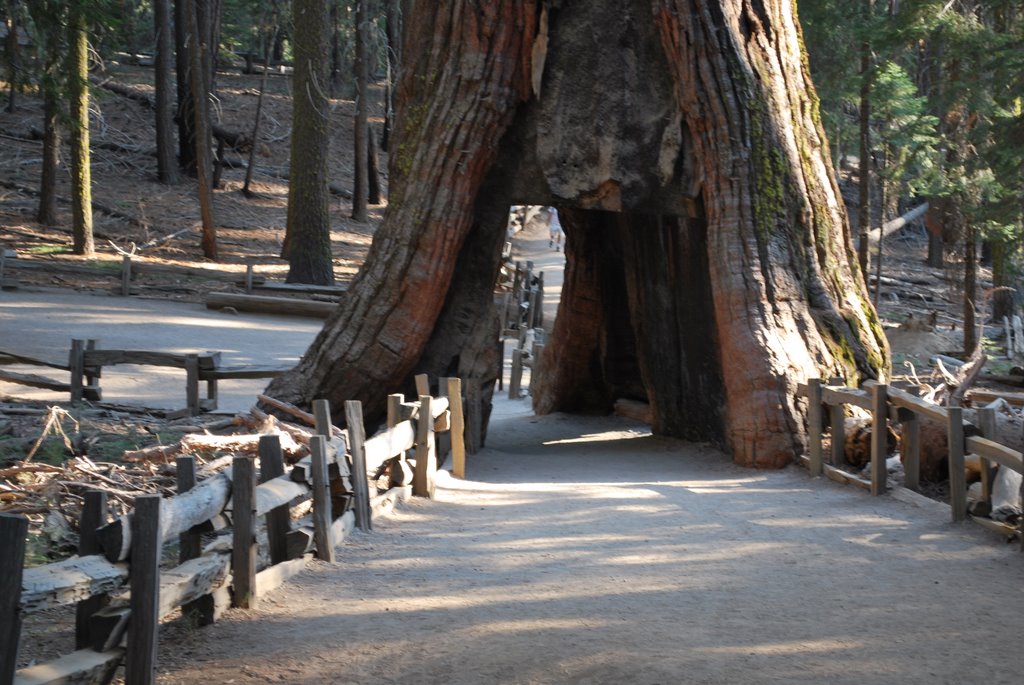 Mariposa Grove Sequoia Wawona Tunnel Tree by Blaise B