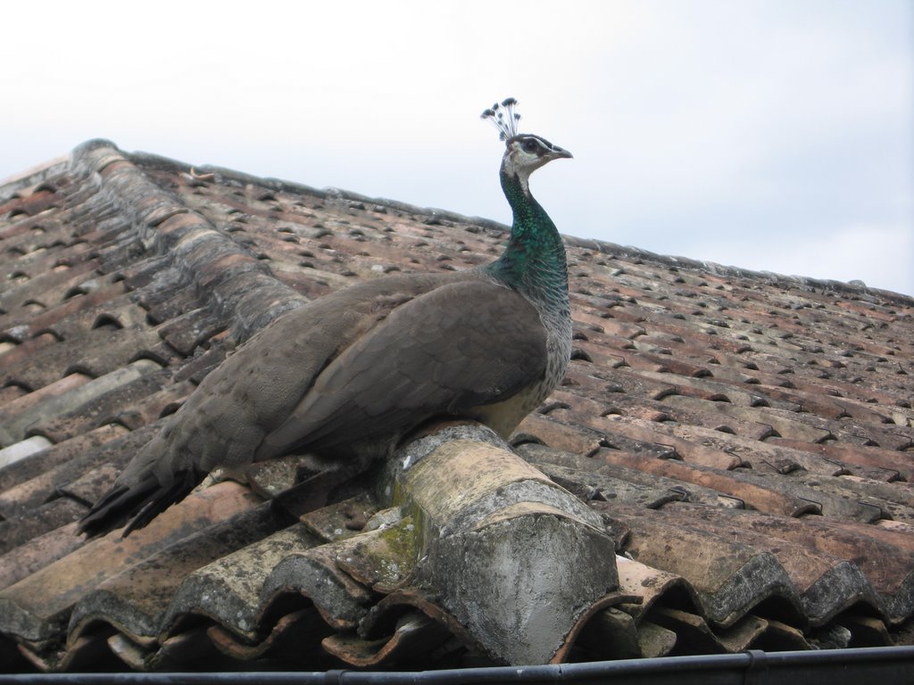 Peahen on a roof in the Gardens of Marqueyssac by Ben Croft