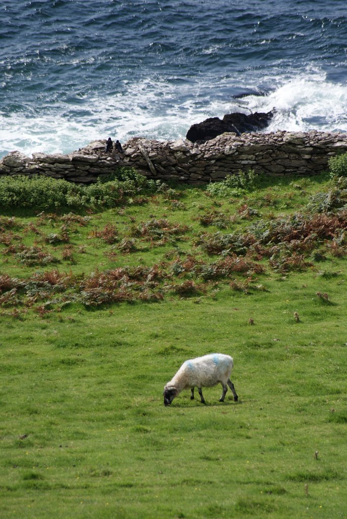 Irish sheep by gomass