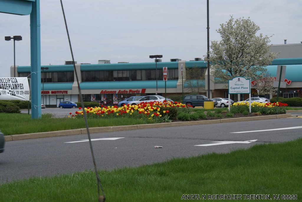 FLOWER BEDS AT CAPITAL PLAZA by ANGEL N RODRIGUEZ