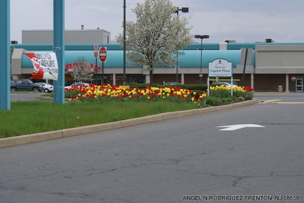 FLOWER BEDS AT CAPITAL PLAZA by ANGEL N RODRIGUEZ