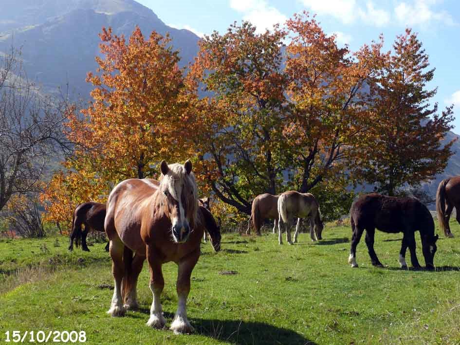 Caballos y Cerezos by Gorka Abaitua Odriozola