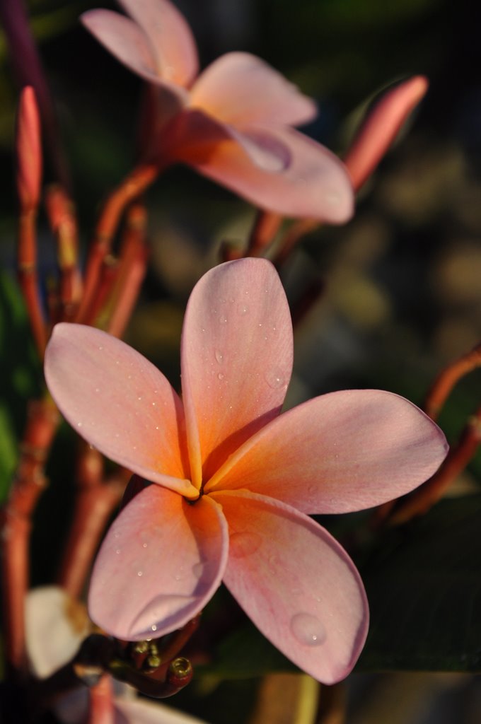 Flower, early morning at the Hyatt Regency Kuantan Resort in Malaysia by Tarkan Selahiye