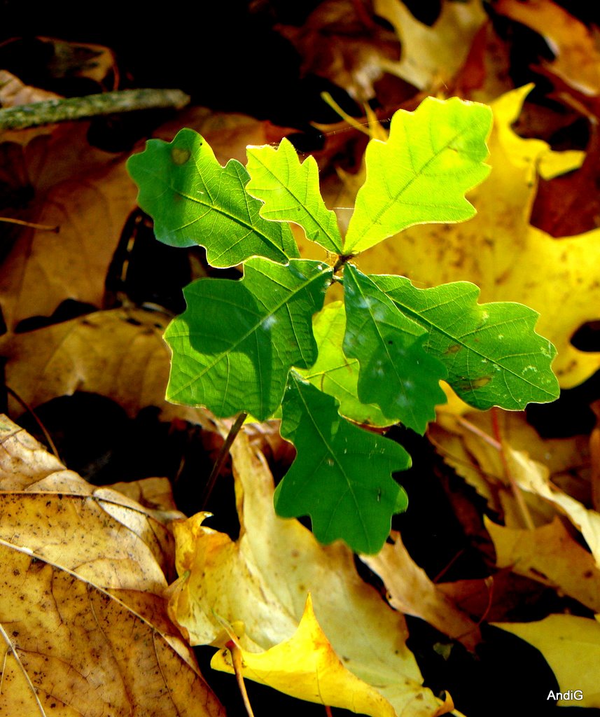 Leaves by Andrzej Gruzlewski