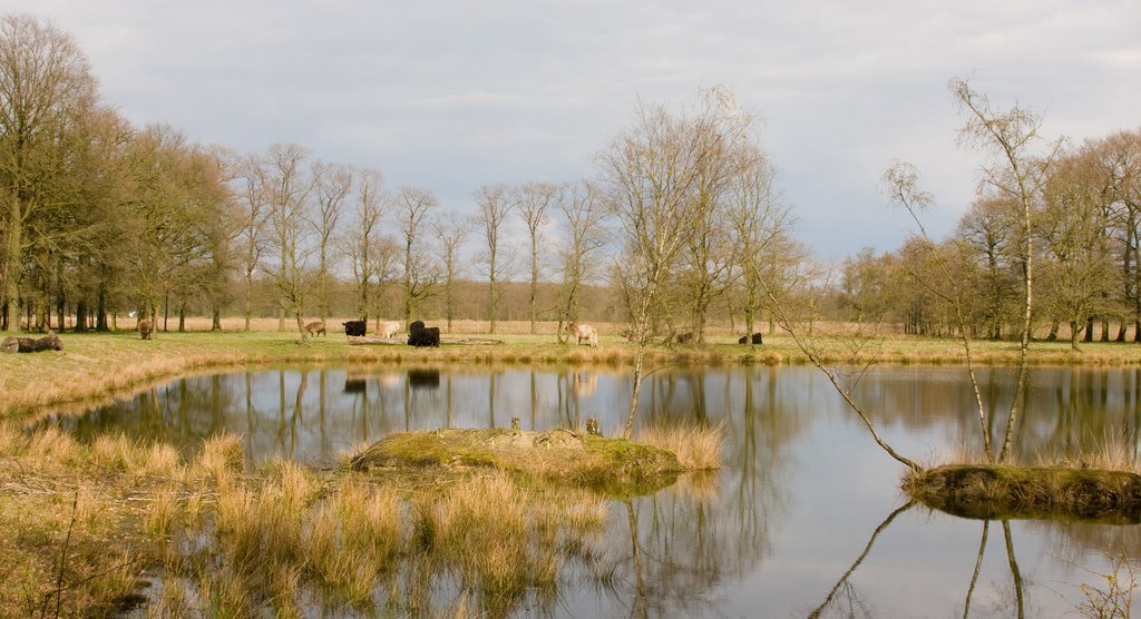 Poel met Galloways in Smeetshof by Fotomie