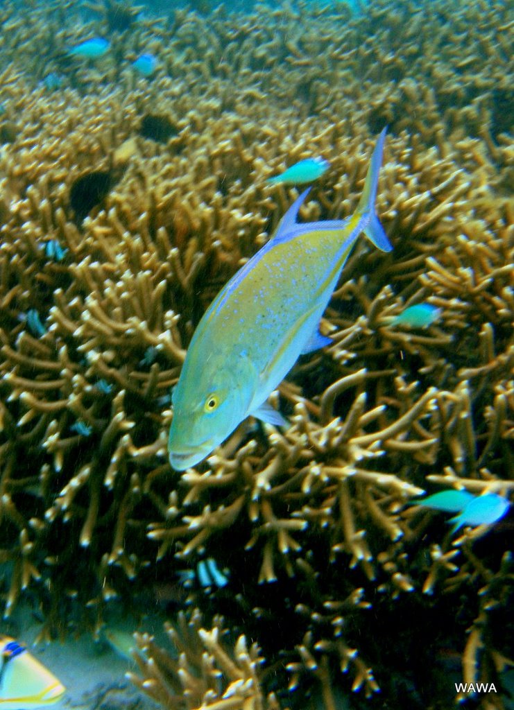 GUAM ISLAND FISH, Bluefin trevally(=カスミアジ) by Wa Wa