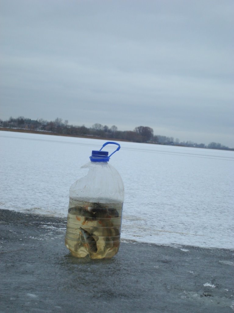 Caught fishes of fisherman on December 30, 2008 by Aurimas Nausėda