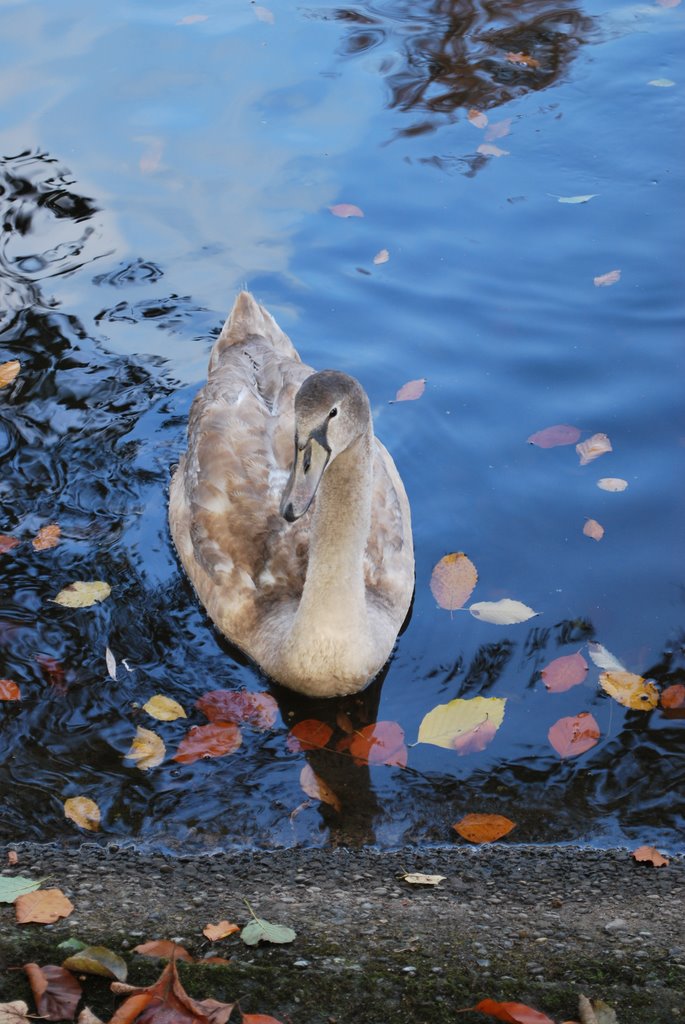 Munster automne08 by Christian Rigolet