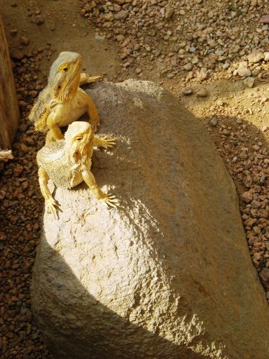 Indianapolis Zoo - Lizards by peeweestierch