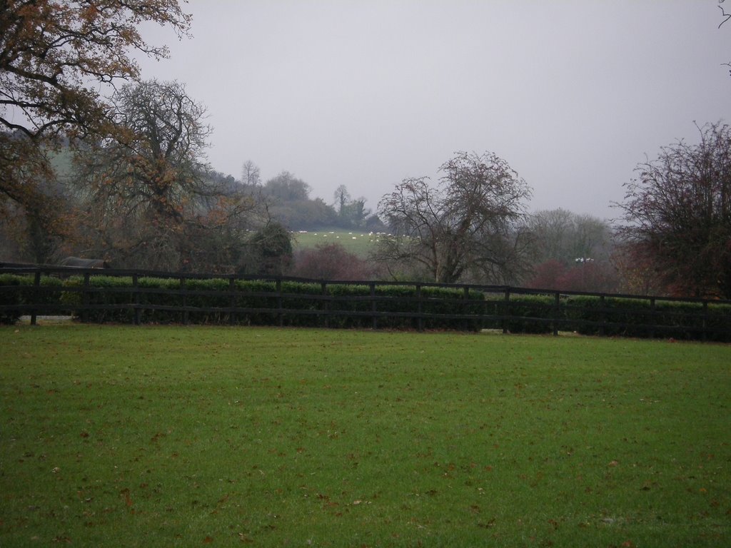 Sheep grazing by brigadeer