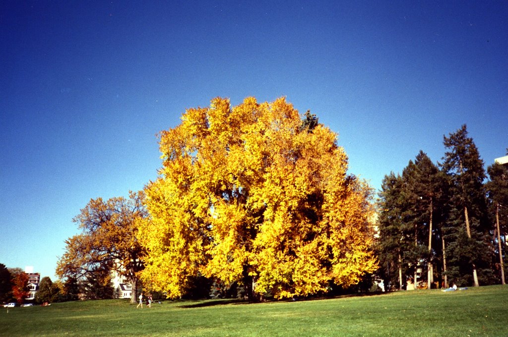 Colorful at Cheesman Park by steven_rinker