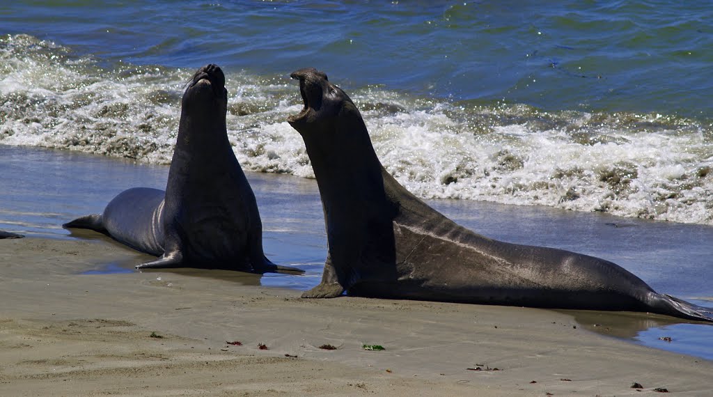 Elephant Seals by John Sk