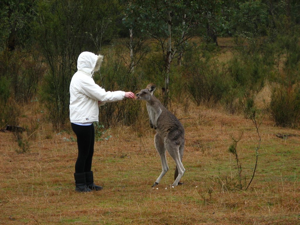 Kangaroo feeding by snowbum