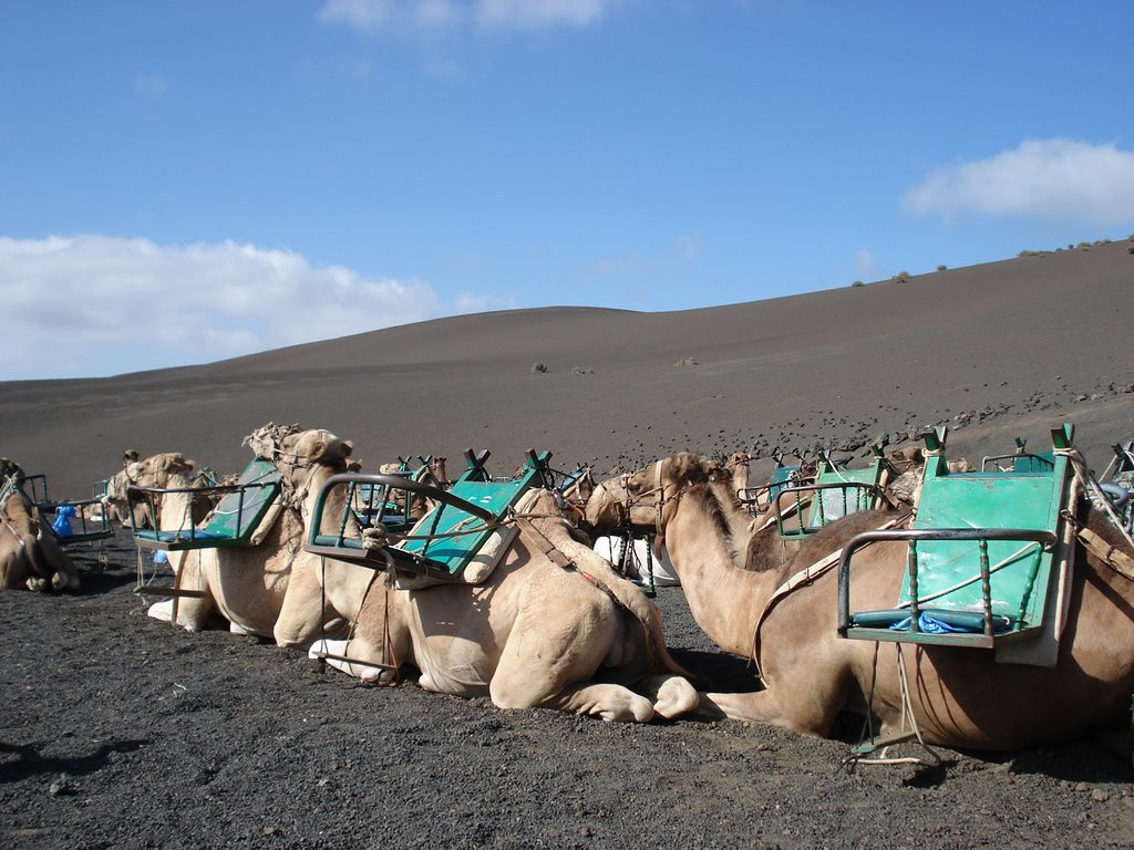 Camellos a la espera de partir by rut_jimenez