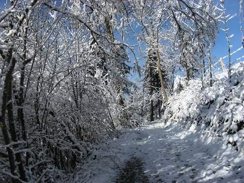 .............................................................mini snow ........ by Romina Marken