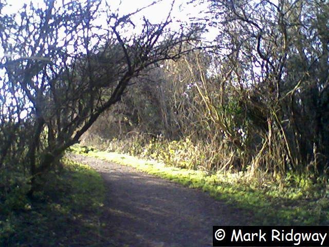 Selsdon Wood Bird Sanctuary (1) by Mark Ridgway