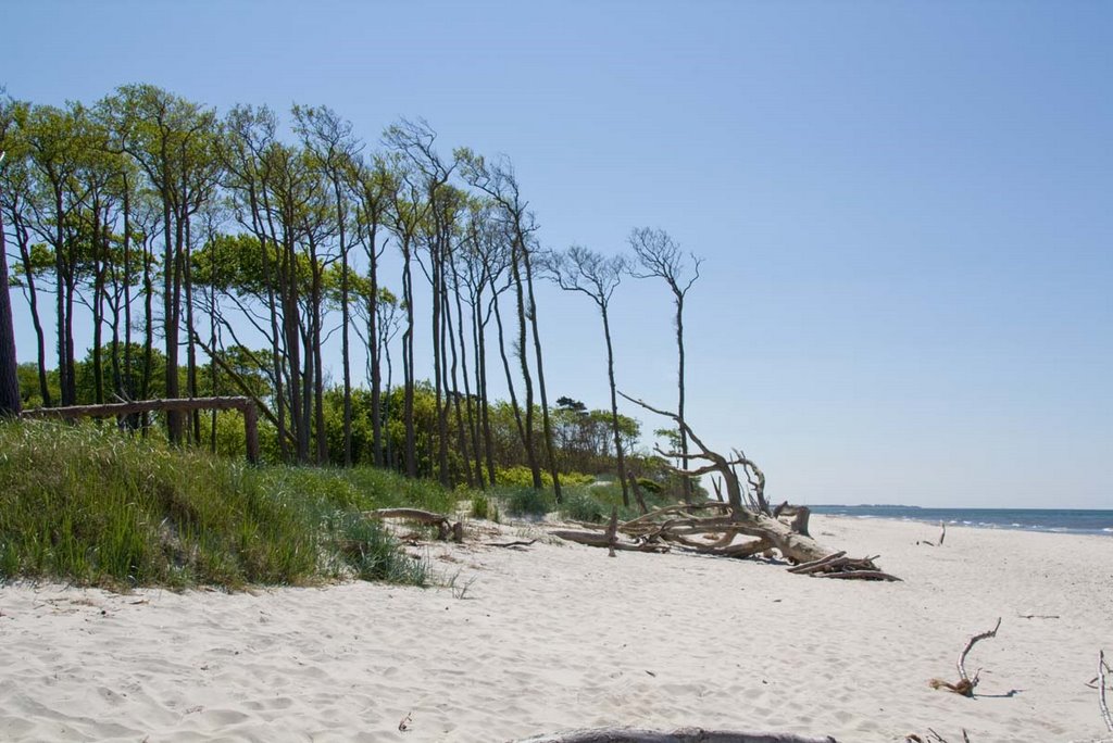 Weststrand mit Darßwald by lai_lp