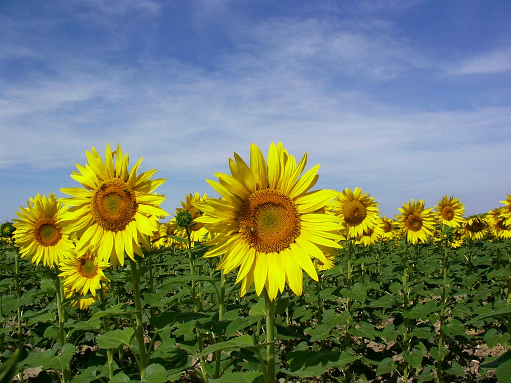 Girasoles by rut_jimenez