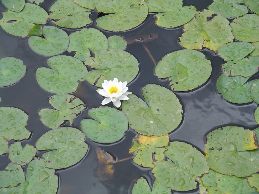 Nenúfares en Lago Sumido de Las Médulas by rut_jimenez